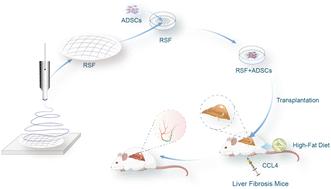 Adipose derived mesenchymal stem cell-seeded regenerated silk fibroin scaffolds reverse liver fibrosis in mice†