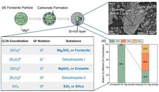 Evolution of silicate coordination in architected amorphous and crystalline magnesium silicates during carbon mineralization†
