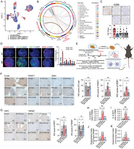 Excessive MYC Orchestrates Macrophages induced Chromatin Remodeling to Sustain Micropapillary-Patterned Malignancy in Lung Adenocarcinoma