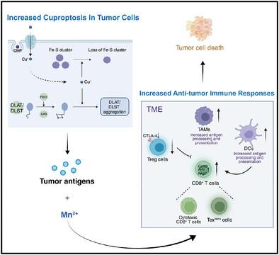 A Copper-Manganese Based Nanocomposite Induces Cuproptosis and Potentiates Anti-Tumor Immune Responses