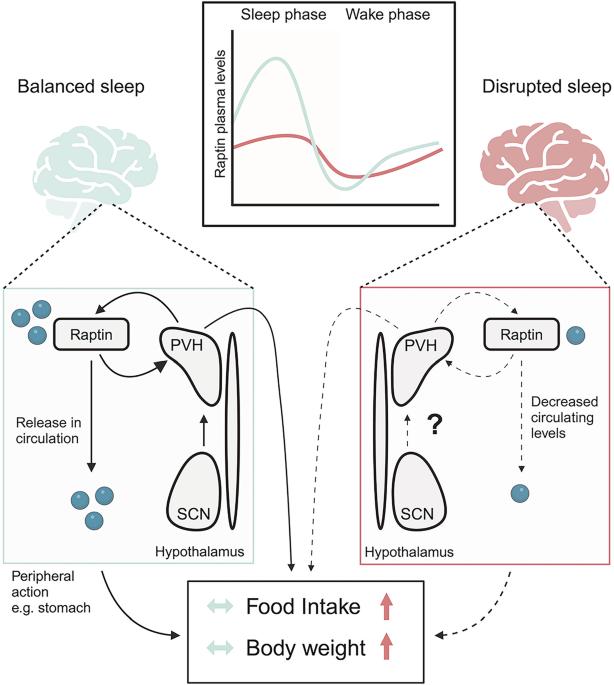 Raptin, a novel brain hormone links sleep health to body weight gain