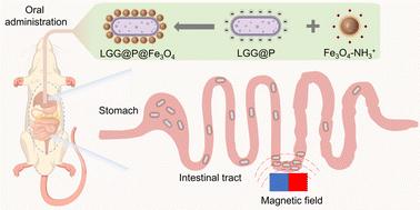 Magnetically targeted delivery of probiotics for controlled residence and accumulation in the intestine†