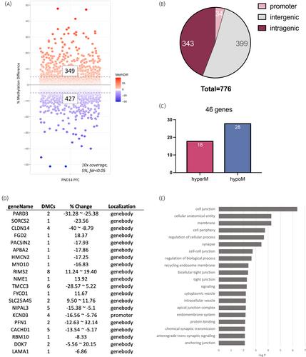 Conserved DNA methylation signatures in the prefrontal cortex of female newborn and juvenile guinea pigs following antenatal betamethasone exposure