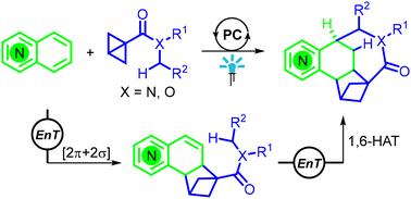 Successive energy-transfer catalytic dearomative reactions of quinolines with bicyclo[1.1.0]butanes for the synthesis of pyridine-fused 3D complicated molecules†
