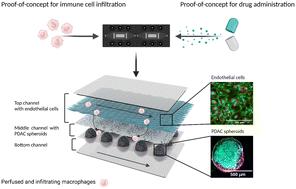 Modelling of the multicellular tumor microenvironment of pancreatic ductal adenocarcinoma (PDAC) on a fit-for-purpose biochip for preclinical drug discovery†