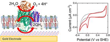 Solid-supported polymer–lipid hybrid membrane for bioelectrochemistry of a membrane redox enzyme†