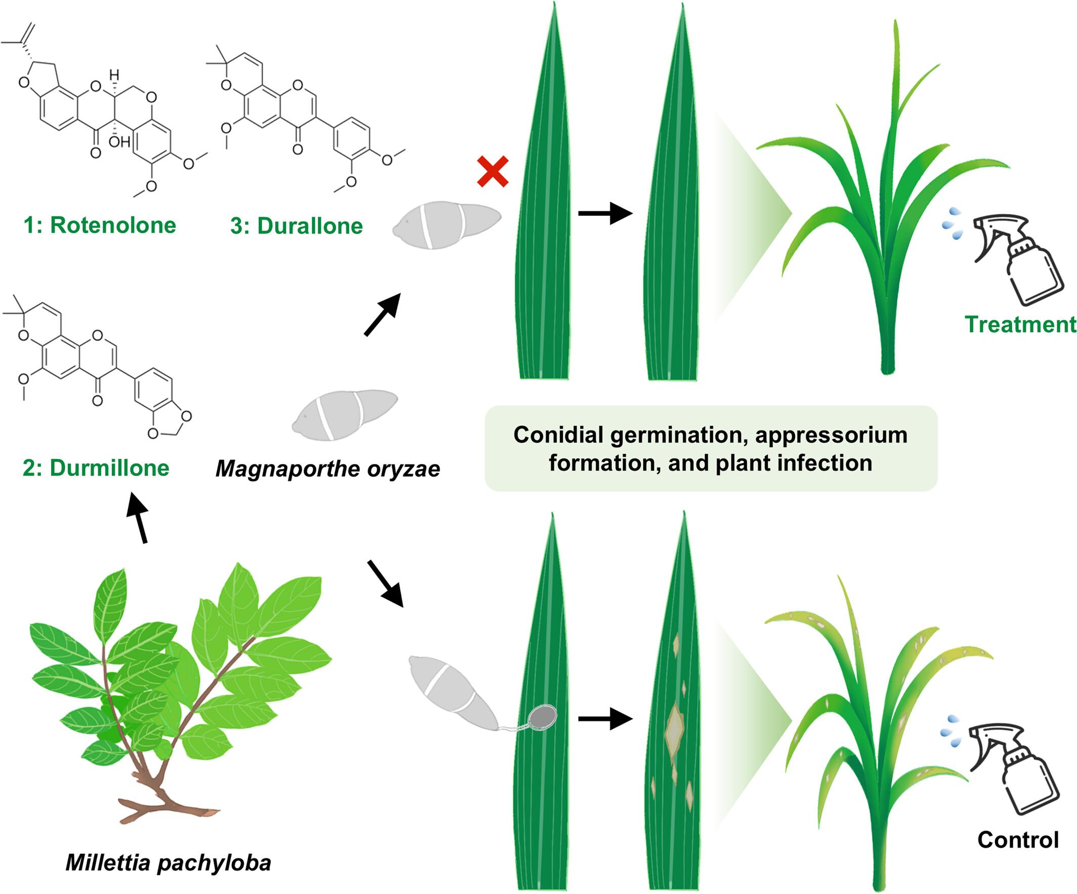 Isoflavones extracted from Millettia pachyloba prevent the infection of the rice blast fungus by inhibiting its conidial germination and appressorium formation