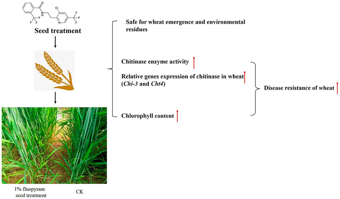 Control of wheat powdery mildew using fluopyram seed treatment