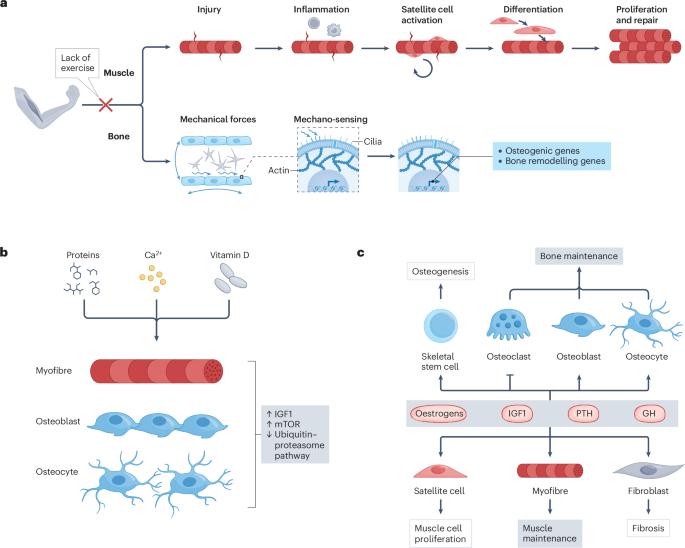 Bone and muscle crosstalk in ageing and disease