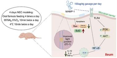 Human milk peptide MAMP-1 alleviates necrotizing enterocolitis via inhibition of the TLR4-mediated PI3K-AKT-NF-κB signaling pathway†