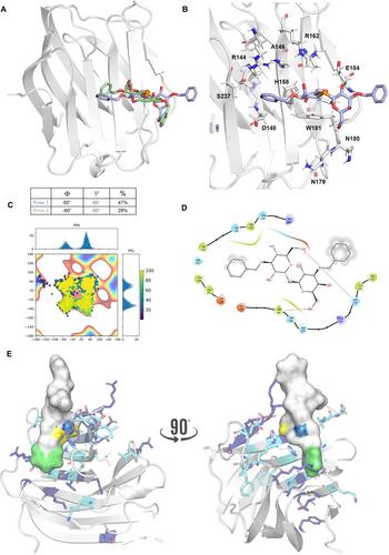 Structural Insights Into Galectin-3 Recognition of a Selenoglycomimetic