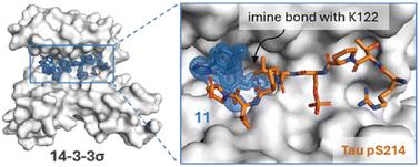 Site-specific molecular glues for the 14-3-3/Tau pS214 protein–protein interaction via reversible covalent imine tethering†