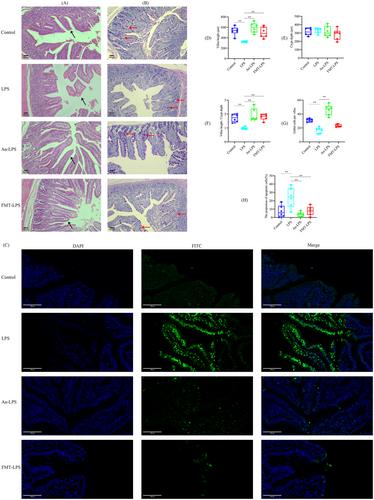 Purple Yam Anthocyanin Forestalling Lipopolysaccharide-Induced Intestine Damage by Selectively Promoting Lactococcus