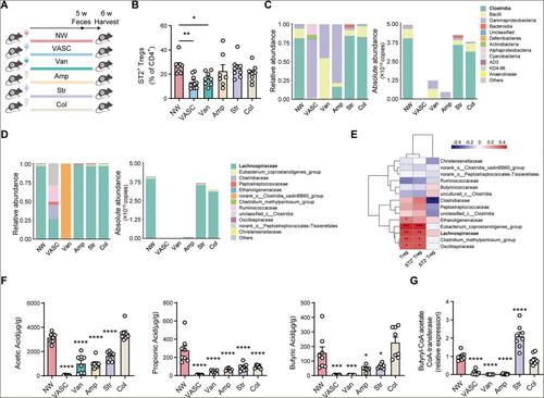Gut Microbiota-Butyrate-PPARγ Axis Modulates Adipose Regulatory T Cell Population
