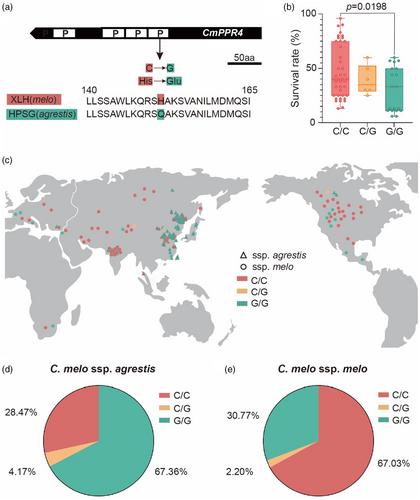 CmPPR4 gene controls drought resilience in melon ecotypes