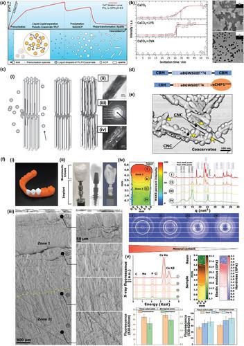 Functional Biomaterials Derived from Protein Liquid–Liquid Phase Separation and Liquid-to-Solid Transition