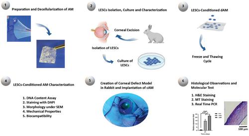 Corneal Cell Matrix-Conditioned Amniotic Membrane with Improved Biochemical Properties and Corneal Wound Healing Potential: An In Vitro and In Vivo Study