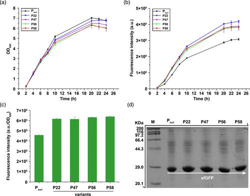 Efficient expression of recombinant proteins in Bacillus subtilis using a rewired gene circuit of quorum sensing