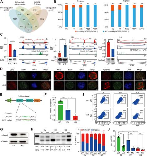 The RNA Binding Protein Bcas2 is Required for Antibody Class Switch in Activated-B Cells