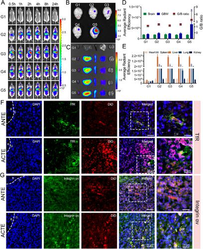 Erratum to “Engineered Brain-Targeting Exosome for Reprogramming Immunosuppressive Microenvironment of Glioblastoma”
