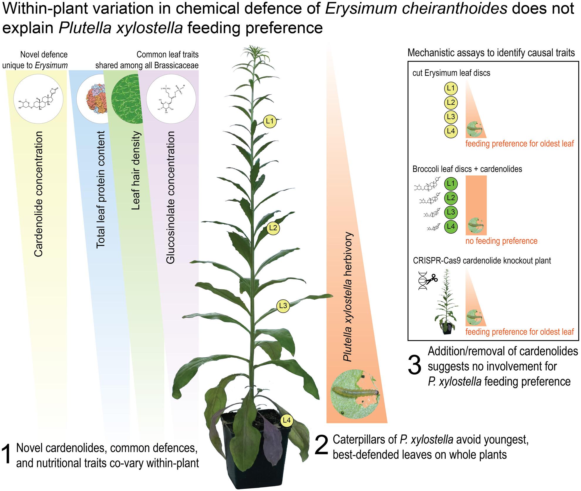 Within-plant variation in chemical defence of Erysimum cheiranthoides does not explain Plutella xylostella feeding preference