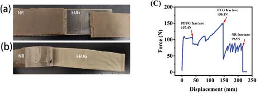 Eucommia Ulmoides Gum Soft-Hard Gradient Composite Materials with Shape Memory Property