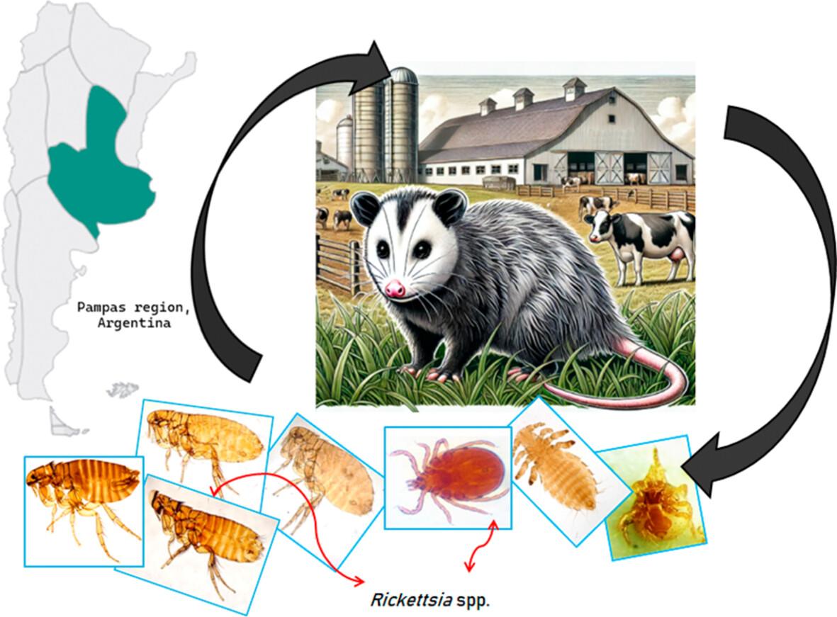 Diversity and eco-epidemiology of ectoparasites and Rickettsia spp. associated with the opossums Didelphis albiventris Lund in livestock farms from Argentinian Pampas region
      Diversidad y eco-epidemiología de ectoparásitos y Rickettsia spp. asociados a la zarigüeya Didelphis albiventris Lund en explotaciones ganaderas de la región pampeana argentina