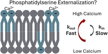 Phosphatidylserine affinity for and flip-flop dependence on Ca2+ and Mg2+ ions