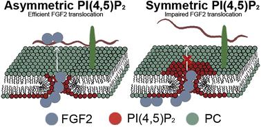 Does plasma membrane transbilayer asymmetry coupled to lipid nanodomains drive fast kinetics of FGF2 membrane translocation into the extracellular space?