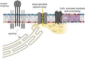 Immune cell activation produces locally scrambled foci of plasma membrane lipids
