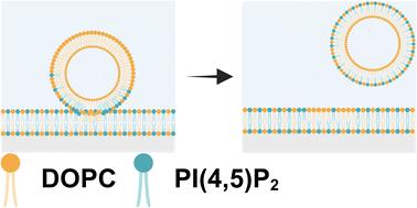 Fabrication and characterization of phosphoinositide containing asymmetric vesicles in physiological salt