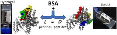 Influence of peptide chirality on their protein-triggered supramolecular hydrogelation†