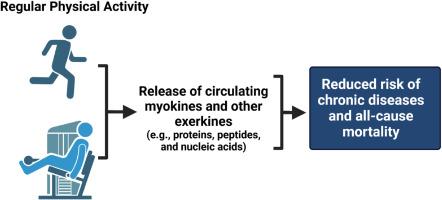 Health benefits of physical activity: What role does skeletal muscle-organ crosstalk play?