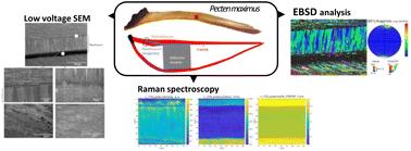 Combined crystallographic study of king scallop (Pecten maximus) shells using SEM, EBSD and Raman spectroscopy
