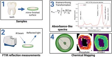 New insights into non-contact reflectance IR mapping of teeth†