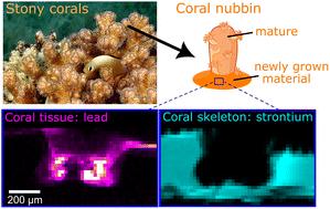 Seeing the invisible: XRF reveals lead distributions in coral organisms grown in the Red Sea (Gulf of Aqaba)†