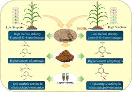 Silica biomineralization in plants alters the structure of lignin†