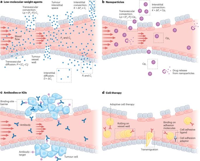 Using mathematical modelling and AI to improve delivery and efficacy of therapies in cancer