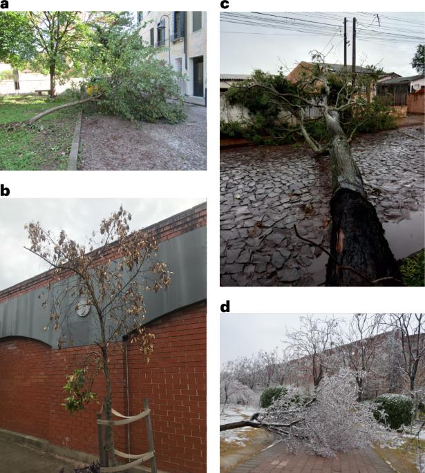 Barriers and opportunities for resilient and sustainable urban forests