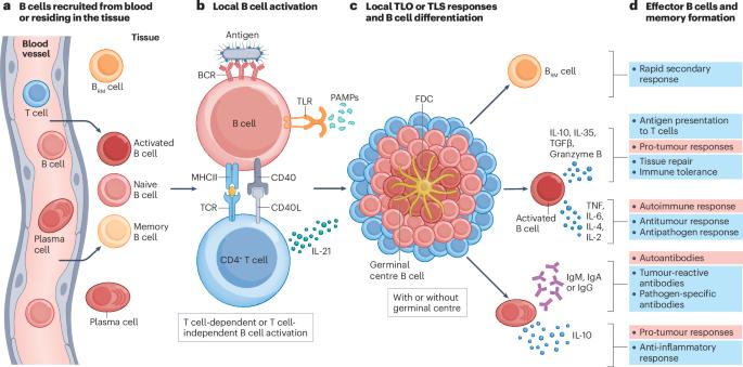 B cells in non-lymphoid tissues