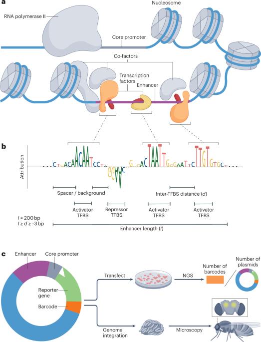 Modelling and design of transcriptional enhancers