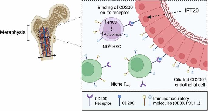 NO-immune privilege for hematopoietic stem cells