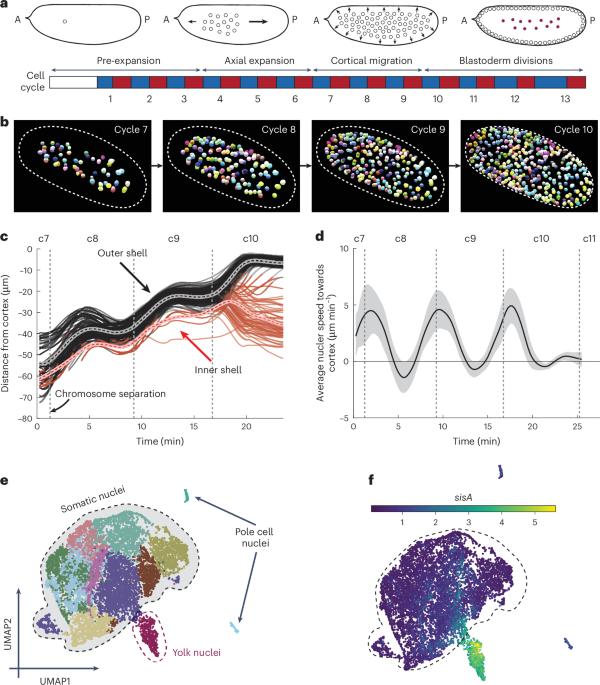 Topological interactions drive the first fate decision in the Drosophila embryo