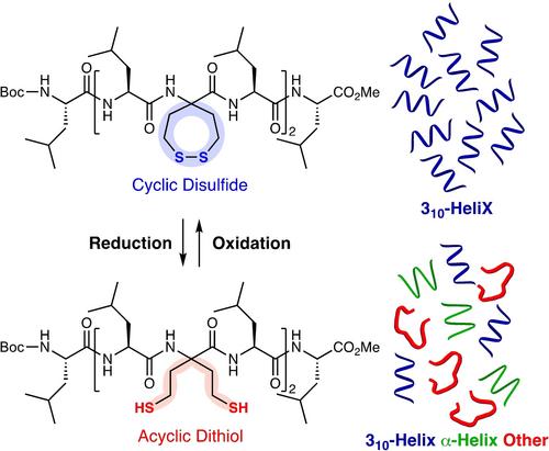 Redox-Responsive Side Chain Structural Changes in a Seven-Membered Cyclic α,α-Disubstituted α-Amino Acid with a Disulfide Bond Enable Reversible Conformational Changes in Peptides