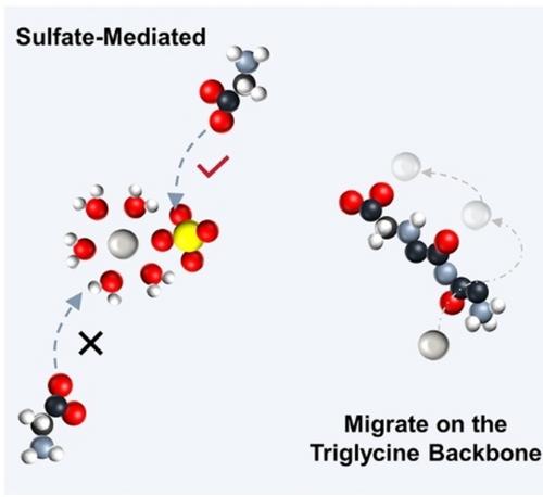 Dynamic Mechanism of Short Peptide Additive Regulating Solvation Microenvironment of Zinc Ions