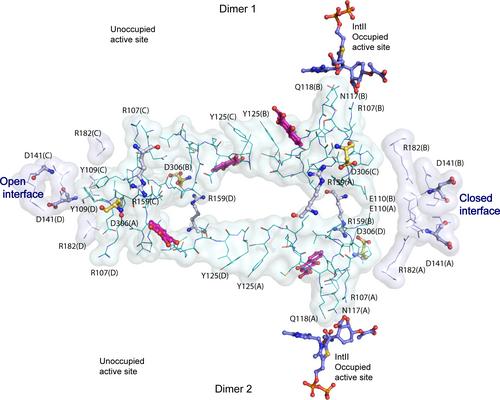 Apparent Reversal of Allosteric Response in Mycobacterium tuberculosis MenD Reveals Links to Half-of-Sites Reactivity