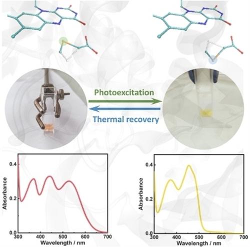 Fast and Efficient Red-Absorbing Photoswitching Proteins Based on Flavin–Ligand Charge Transfer Complexes