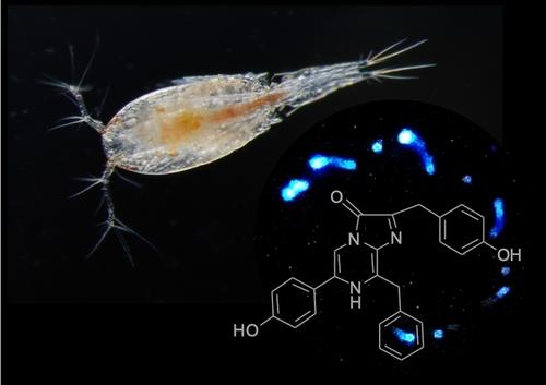 Coelenterazine-dependent Bioluminescence in the Cyclopoid Copepod, Triconia conifera
