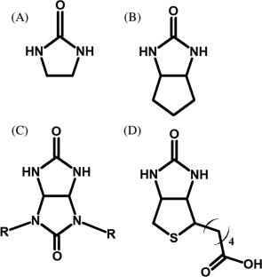 Solvation and thermal stability of hemicucubit[6]uril