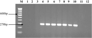Development, validation and utility of conventional and real-time PCR based marker for the detection of Bipolaris oryzae causing brown spot disease of rice
